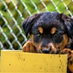 CanisCAR un hogar para los mas indefensos