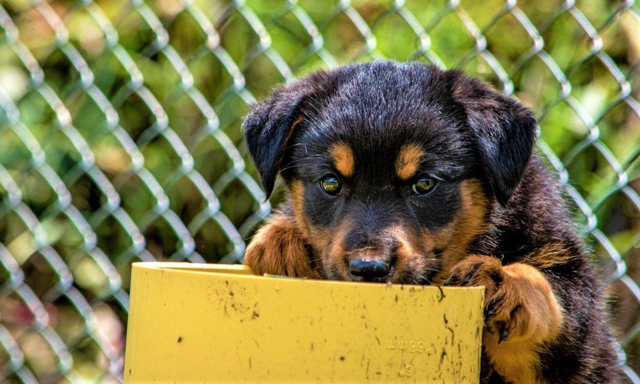 CanisCAR un hogar para los mas indefensos