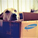 Como manejar la cuarentena para nuestras mascotas