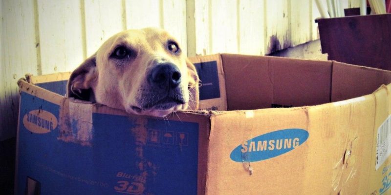Como manejar la cuarentena para nuestras mascotas