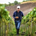 El producto campesino cundinamarques no se detiene