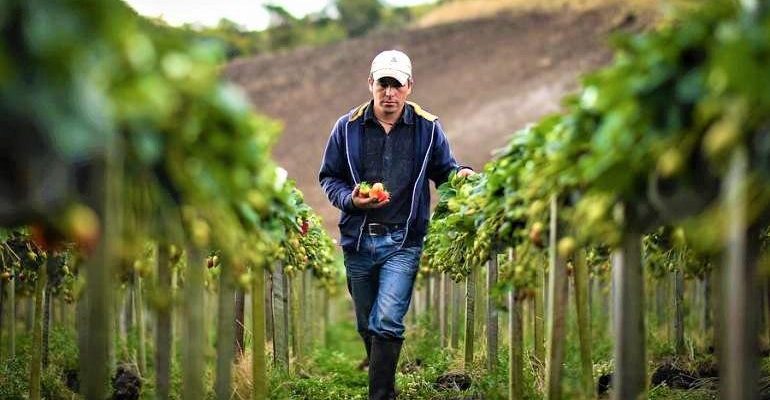 El producto campesino cundinamarques no se detiene