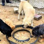 Ruta de Alimentacion Huella Animal