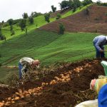 Campesinos de Cundinamarca al parecer se contagiaron de covid 19 en Corabastos copy