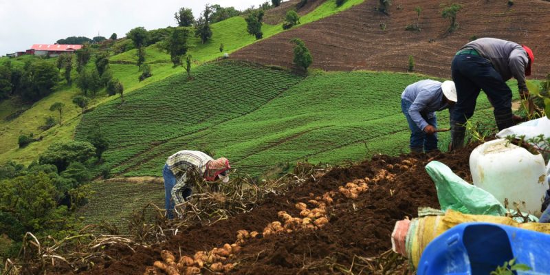 Campesinos de Cundinamarca al parecer se contagiaron de covid 19 en Corabastos copy