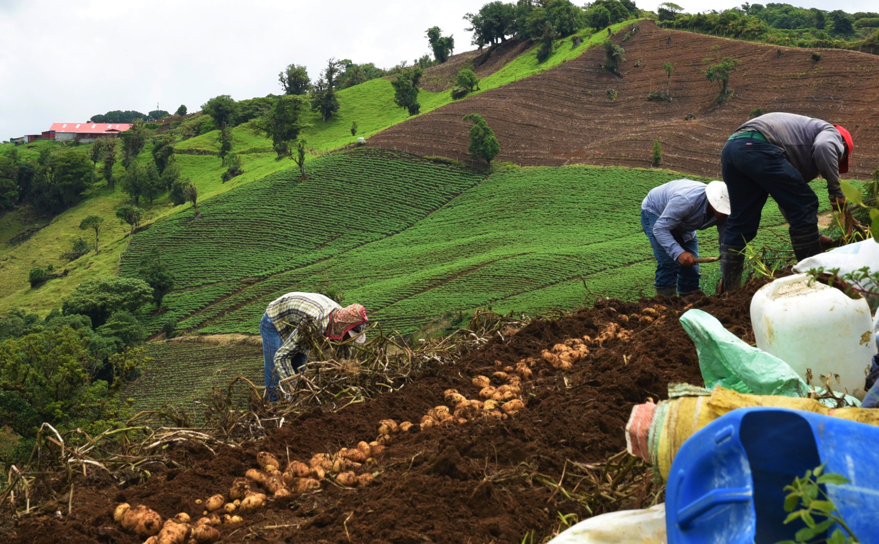 Campesinos de Cundinamarca al parecer se contagiaron de covid 19 en Corabastos copy