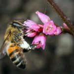 Las Abejas aliadas silenciosas del medio ambiente