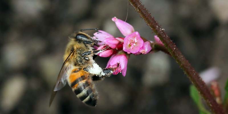 Las Abejas aliadas silenciosas del medio ambiente