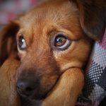 Mas de 1.800 mascotas vacunadas en Zipaquira