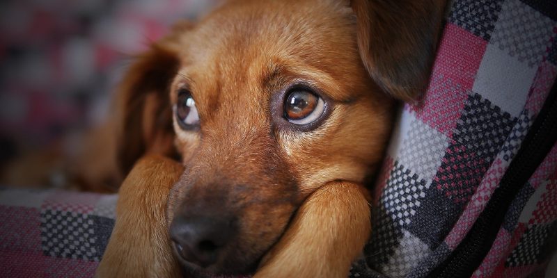 Mas de 1.800 mascotas vacunadas en Zipaquira