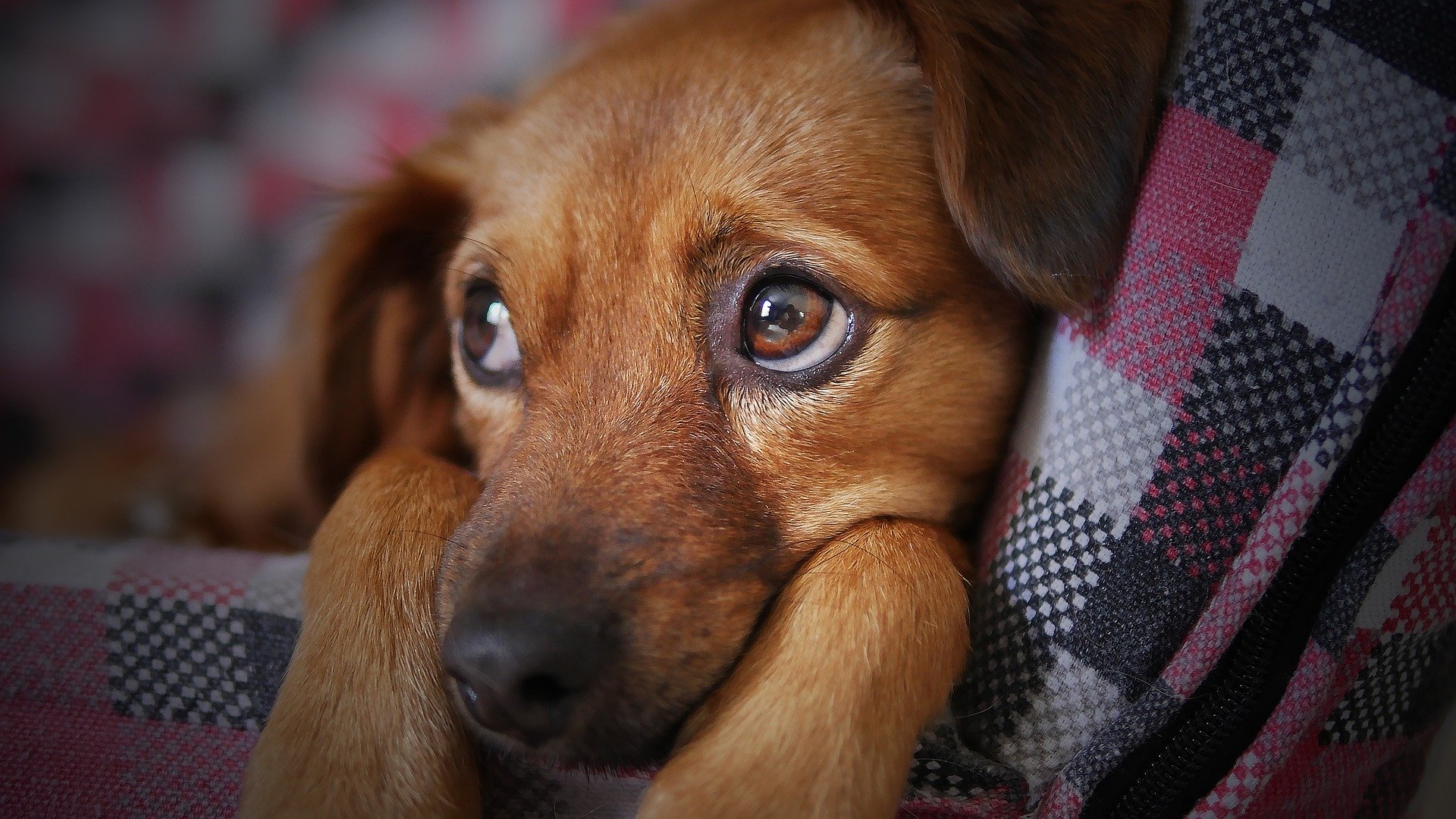 Mas de 1.800 mascotas vacunadas en Zipaquira