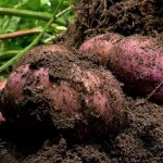 Para reactivar el sector agricola en Cundinamarca la estrategia es mediante ciclos cortos