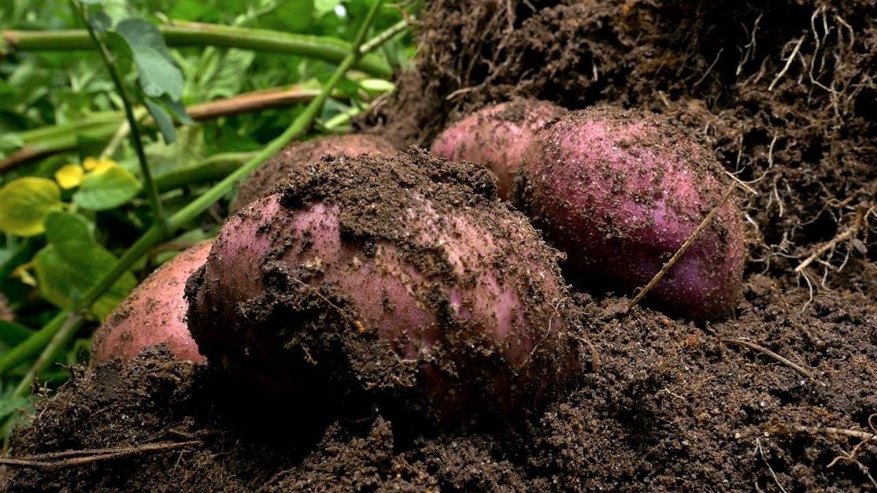 Para reactivar el sector agricola en Cundinamarca la estrategia es mediante ciclos cortos