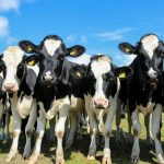 Vacunacion contra la fiebre aftosa en Nemocon