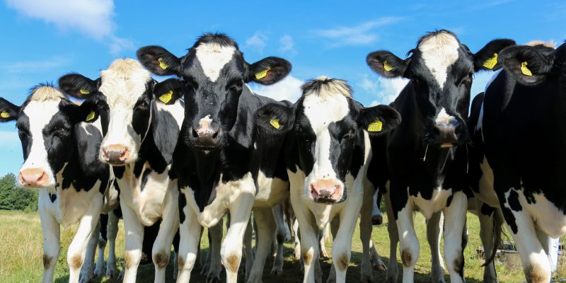 Vacunacion contra la fiebre aftosa en Nemocon