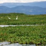 Mas de 246.000 m de sedimentos de la Laguna De Fuquene 3
