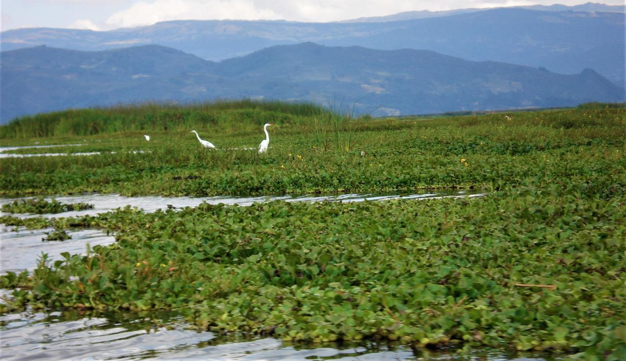Mas de 246.000 m de sedimentos de la Laguna De Fuquene 3