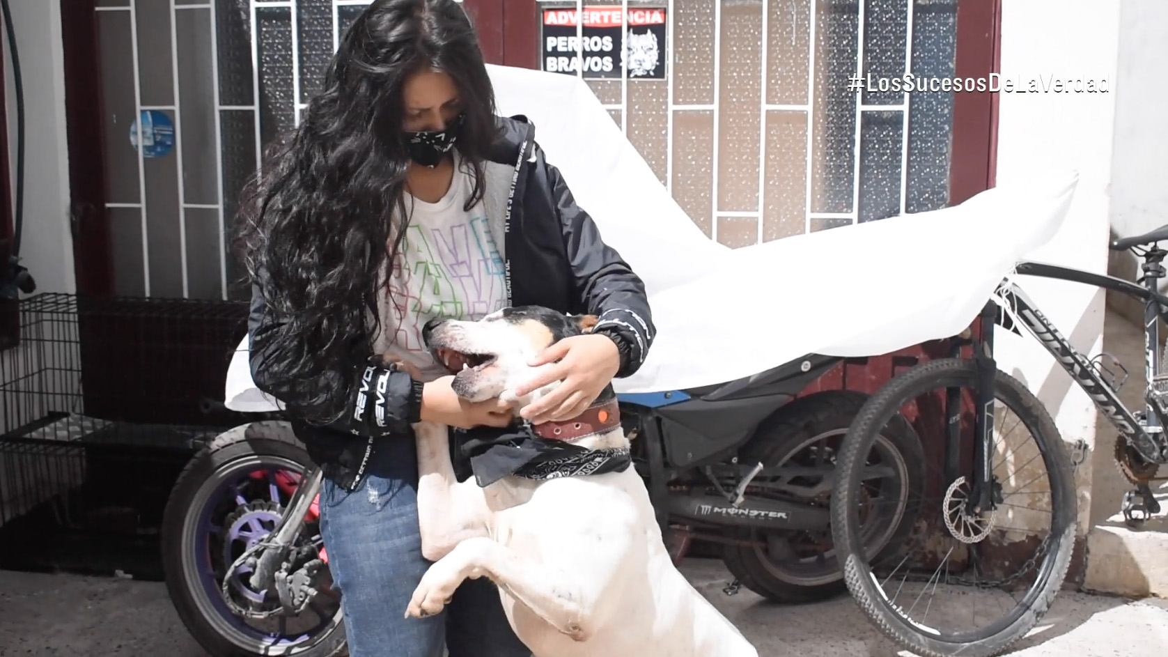Thor el perrito maltratado ve con el corazon en el seno de la Fundacion Bulls Colombia