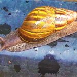 Alerta en Cundinamarca por presencia del Caracol Africano