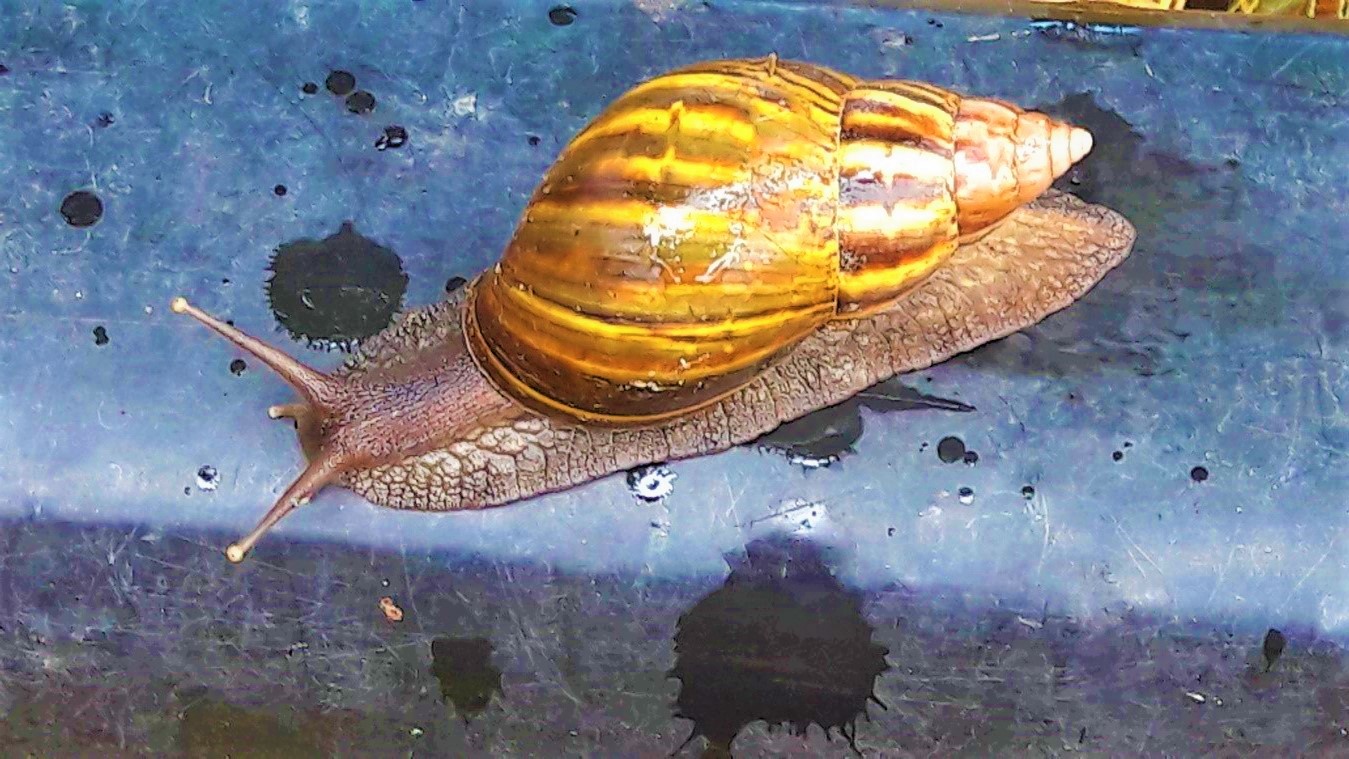 Alerta en Cundinamarca por presencia del Caracol Africano