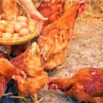 Manana 12 de agosto vence convocatoria para productores de papa frijol panela cafe y huevos