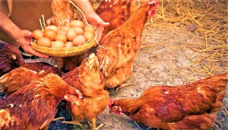 Manana 12 de agosto vence convocatoria para productores de papa frijol panela cafe y huevos
