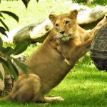 Mas de 700 millones para alimentacion en zoologicos de Cundinamarca