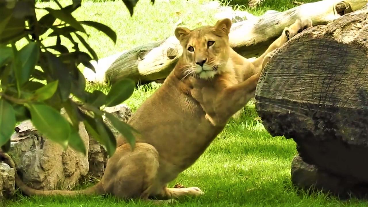 Mas de 700 millones para alimentacion en zoologicos de Cundinamarca