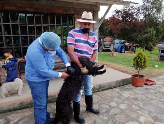 A vacunar a perros y gatos de contra la rabia en Cundinamarca