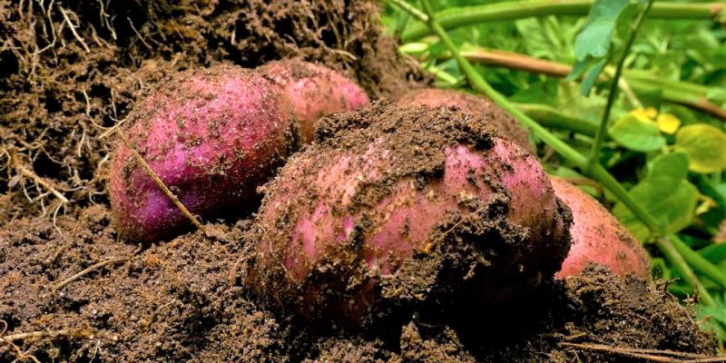 Agencia Agropecuaria firma acuerdo con productores de Villapinzon