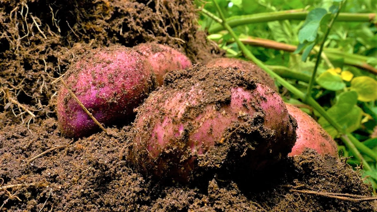 Agencia Agropecuaria firma acuerdo con productores de Villapinzon