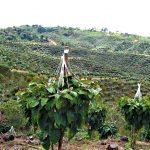Cundinamarca entregara insumos y semillas a 9.500 pequenos productores