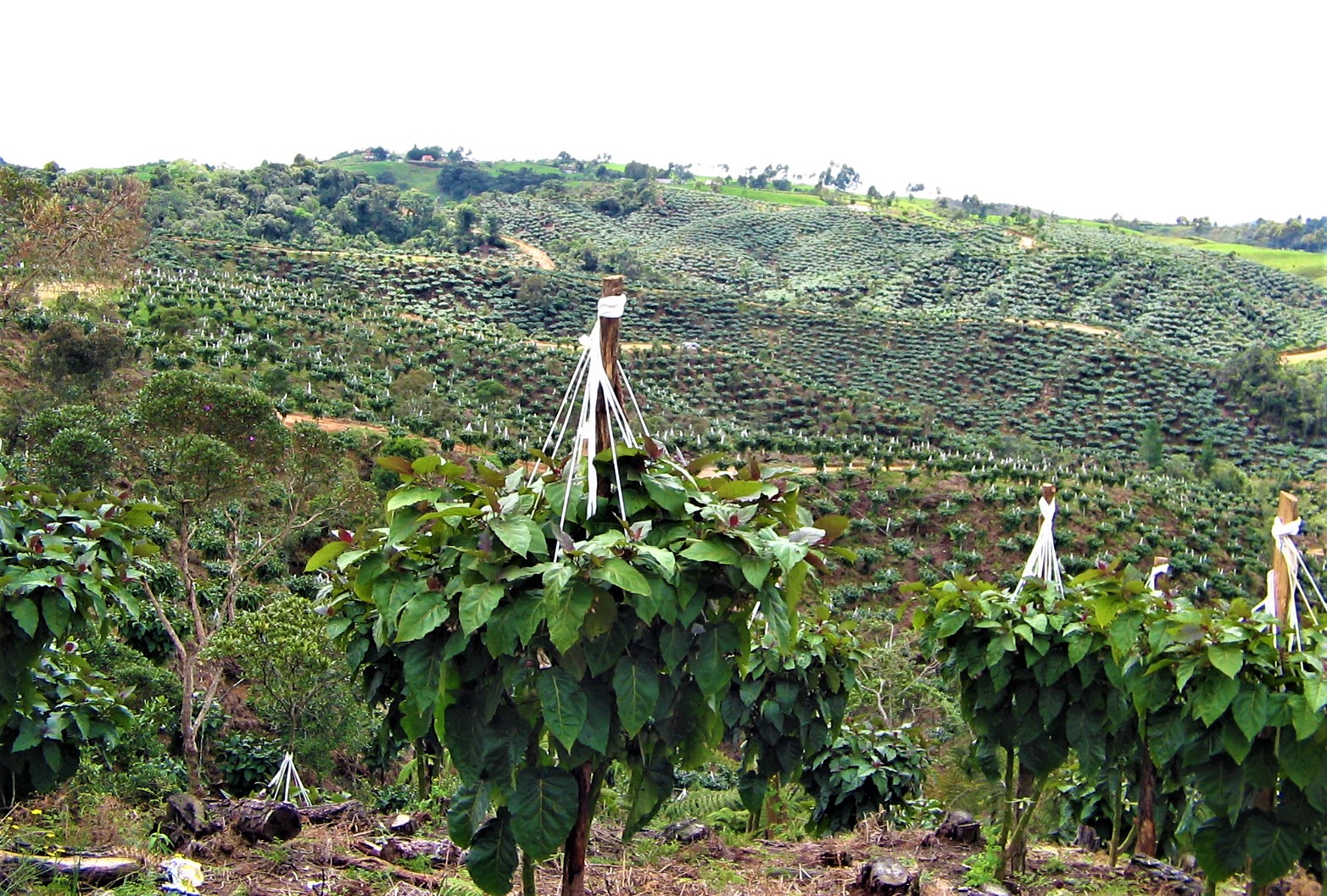 Cundinamarca entregara insumos y semillas a 9.500 pequenos productores