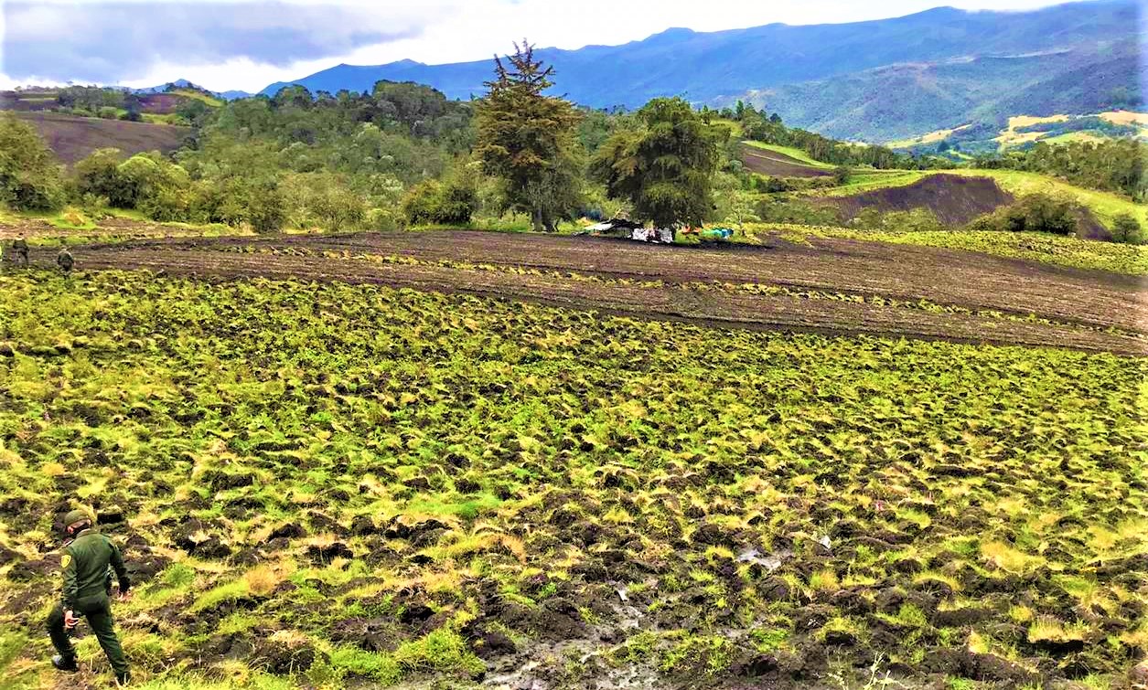 Hallan cultivos ilegales de papa en zona de paramo de La Calera