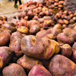 Gobernacion de Cundinamarca comprara 1.200 toneladas de papa como apoyo a campesinos