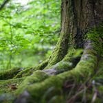 Participe en el concurso de fotografia Zipaquira Mirada Verde