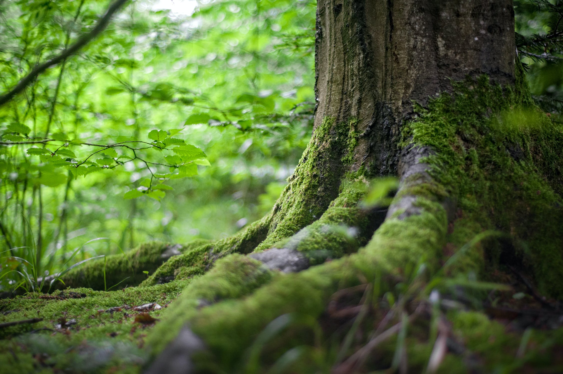 Participe en el concurso de fotografia Zipaquira Mirada Verde