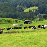Celeridad al proyecto de ley de alivio financiero a pequenos y medianos productores campesinos