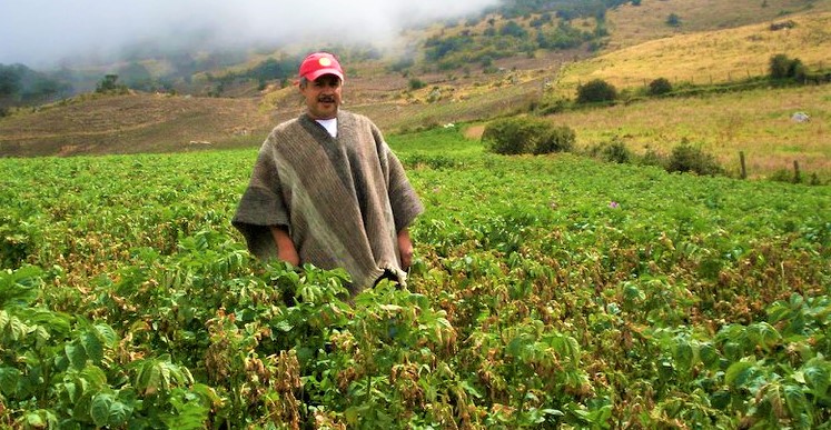 Fungicida seria el que acabo con cultivos de campesinos en Cundinamarca