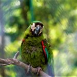 La polvora ocasiona grave dano a la fauna y la flora