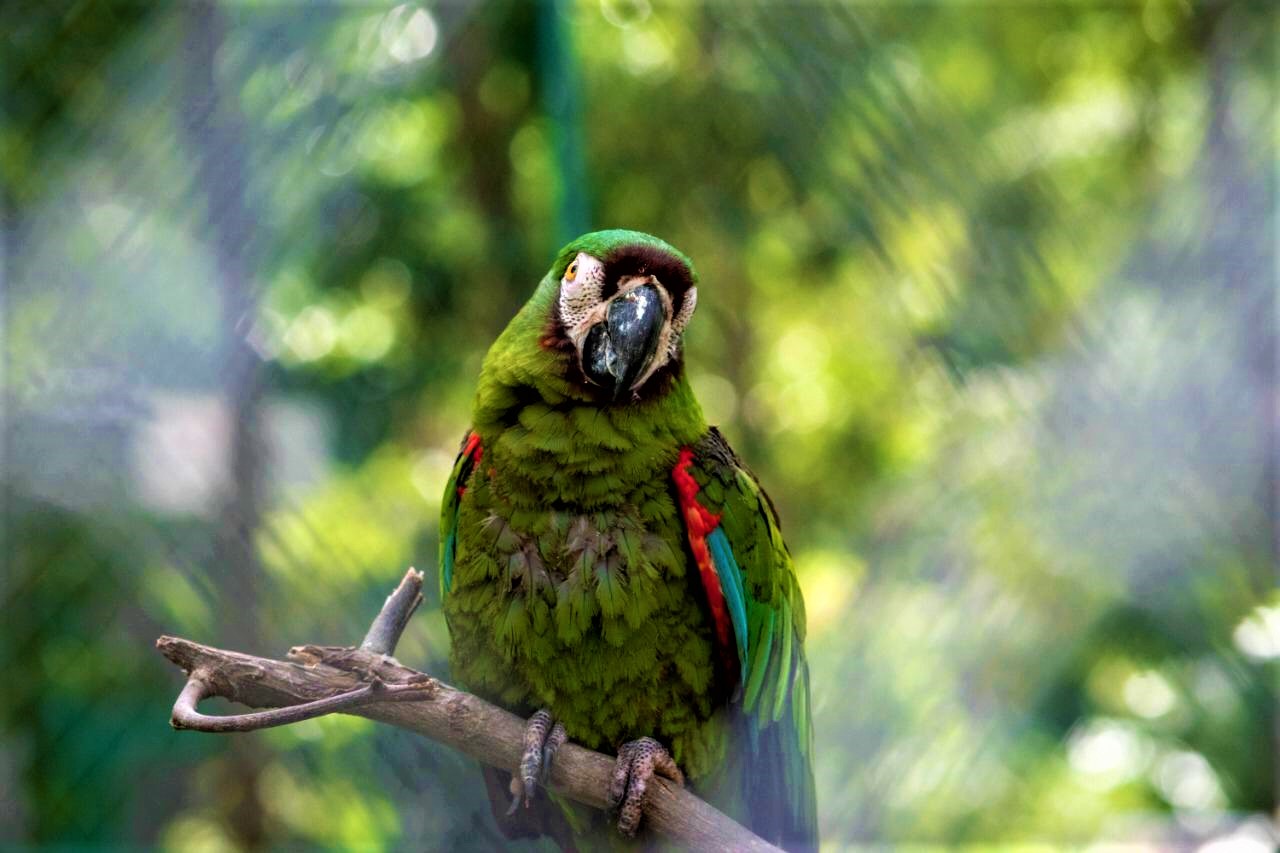 La polvora ocasiona grave dano a la fauna y la flora