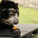 Se entregaron 79 toneladas de alimentos para la fauna silvestre de bioparques de la region