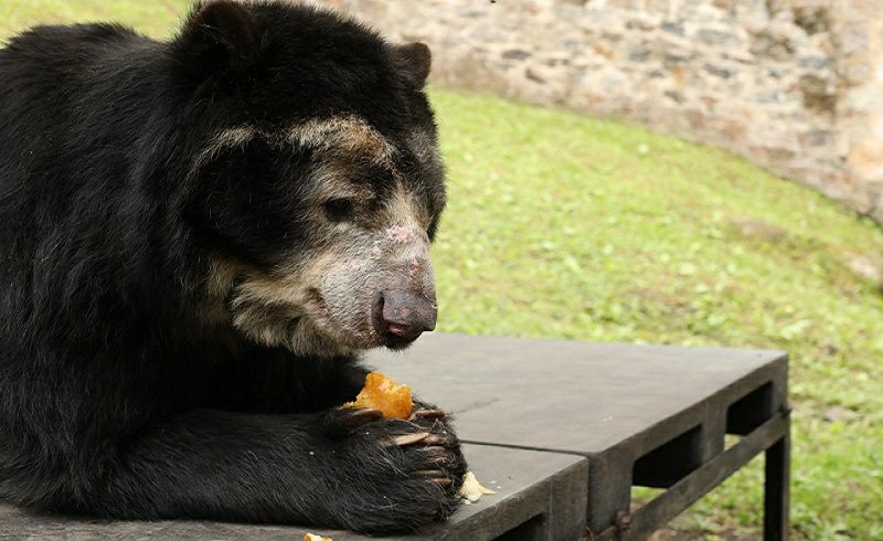 Se entregaron 79 toneladas de alimentos para la fauna silvestre de bioparques de la region