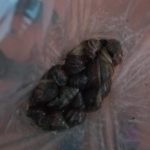 Alerta en Cundinamarca por presencia de Caracol Africano