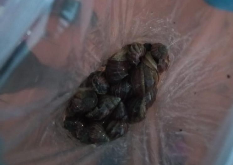 Alerta en Cundinamarca por presencia de Caracol Africano