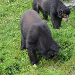 Por maltrato animal cierran dos centros de recuperacion de fauna en Cundinamarca