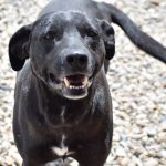 En Girardot Cundinamarca es atendida una perrita que recibio un disparo luego de pedir alimento
