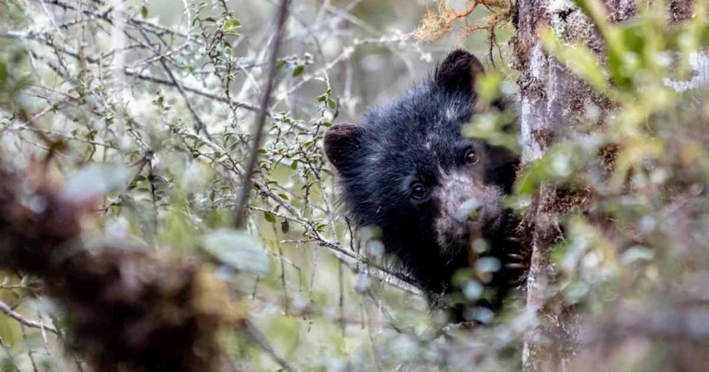 Osos de Anteojos de Cundinamarca buscan un nuevo hogar 3