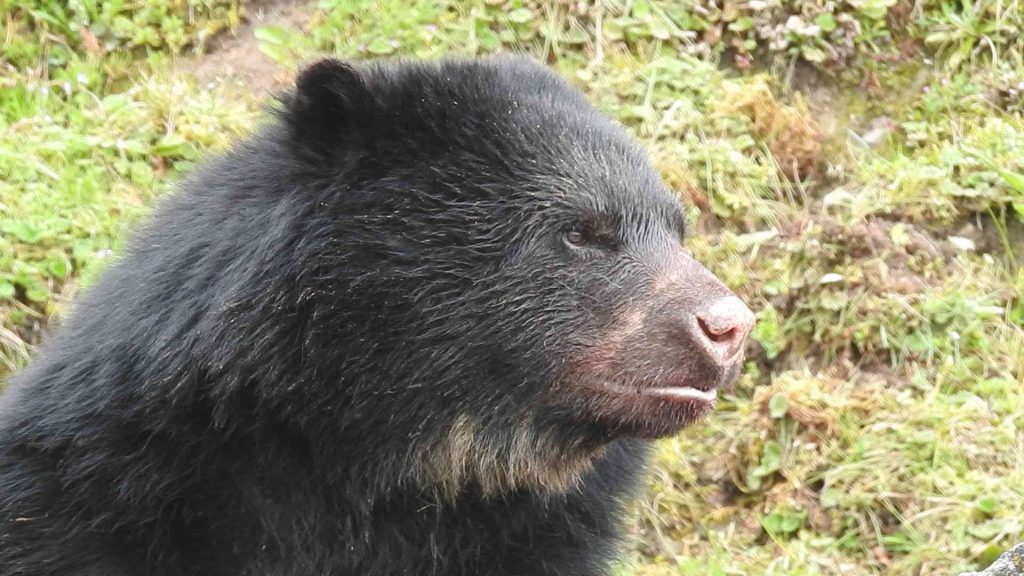 Osos de Anteojos de Cundinamarca buscan un nuevo hogar 4