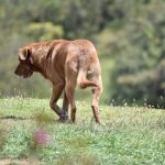 Perros atacan a nina de 4 anos en Ubate